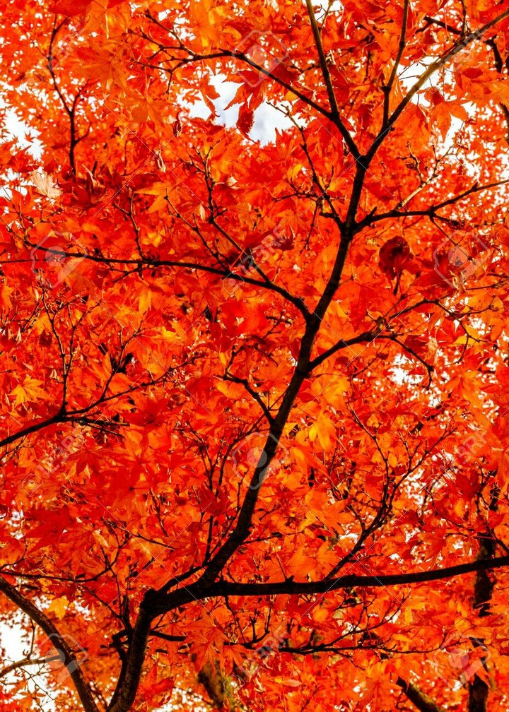 bright orange leaves