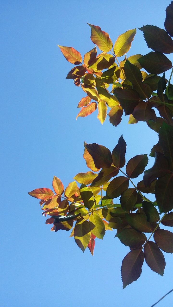 nature