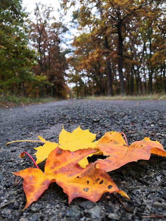 Autumn