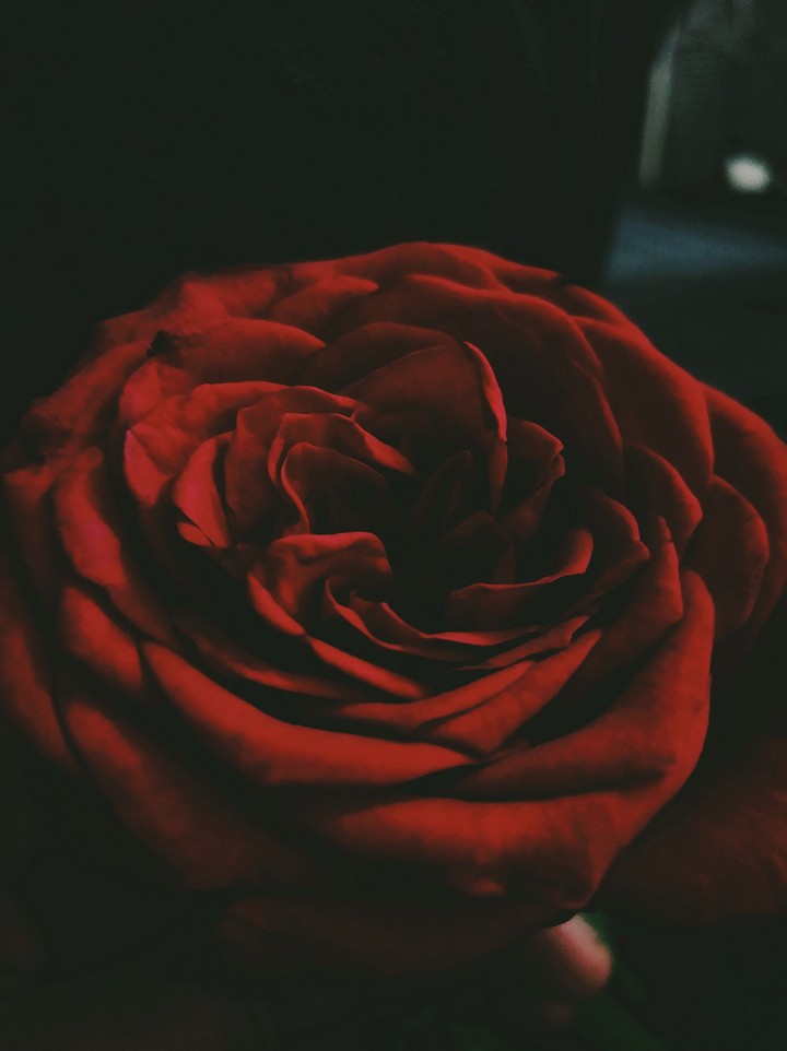 rose