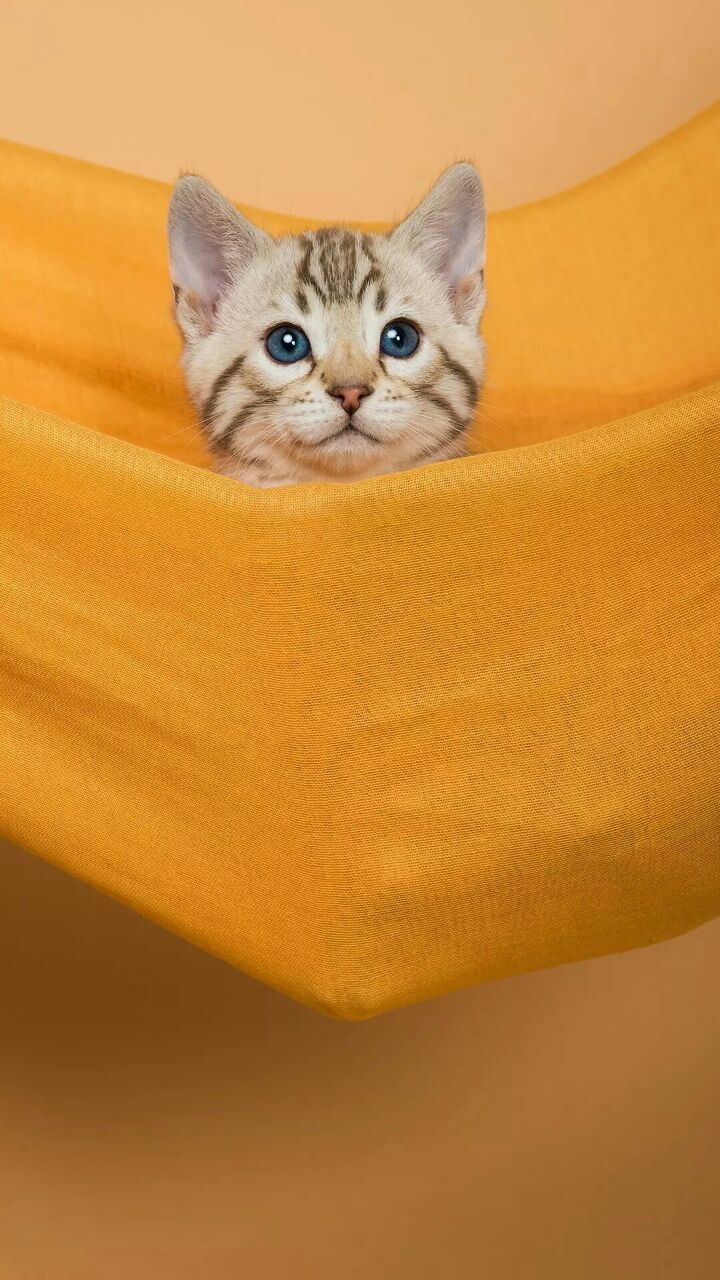 cute cat