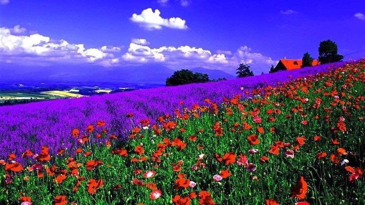 jardines