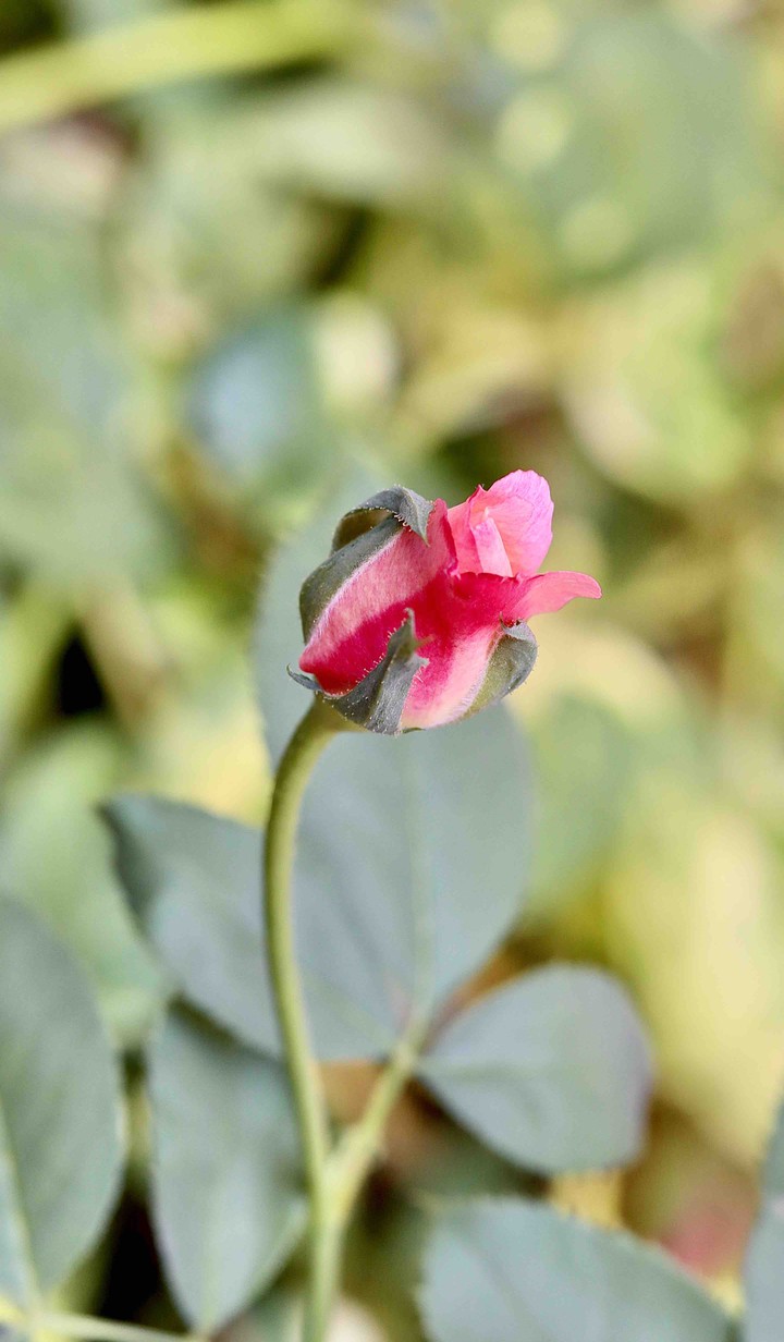 Tender Bud