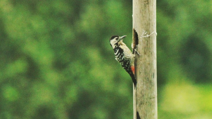 bird