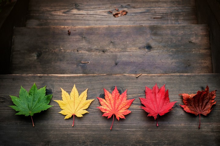 life cycle of leafs