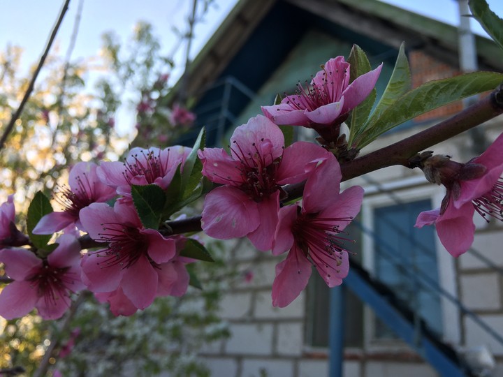 Peach blossom