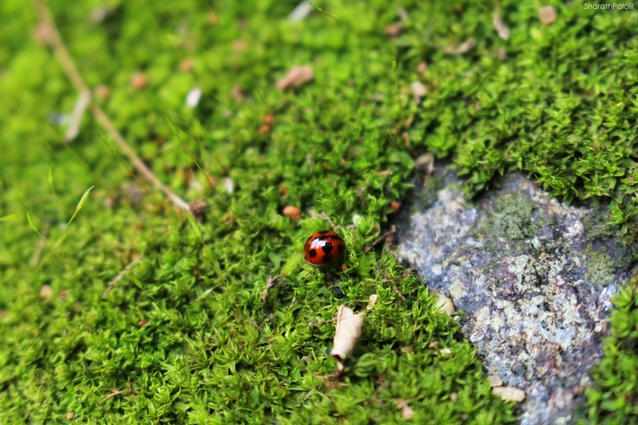 Bug's Life