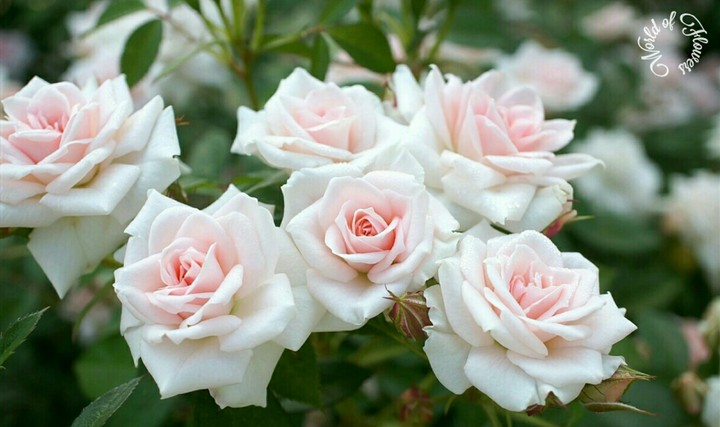 World of Flowers.