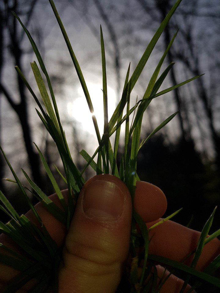 Gras