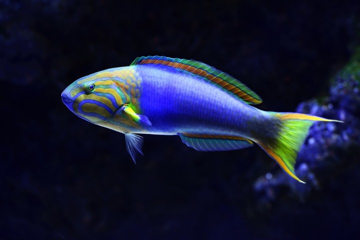 Blue fish....
