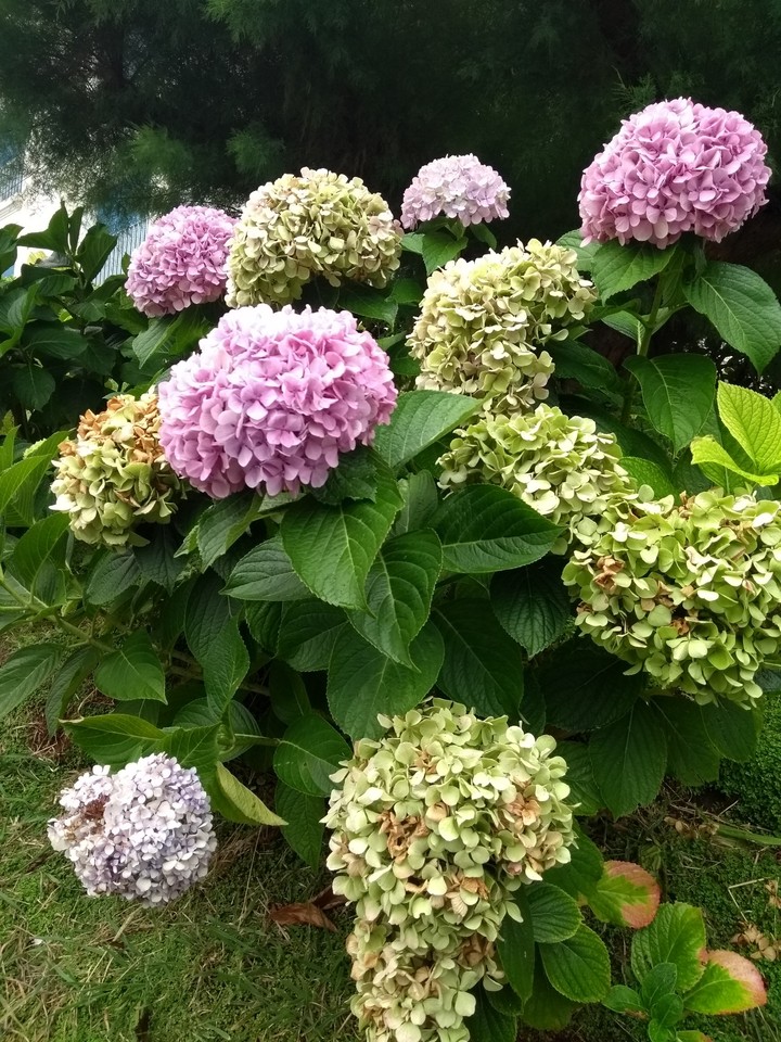 serie Hortensia