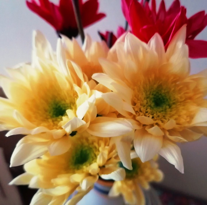 yellow flowers