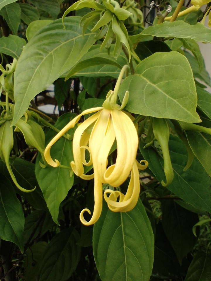 Ylang Ylang flower