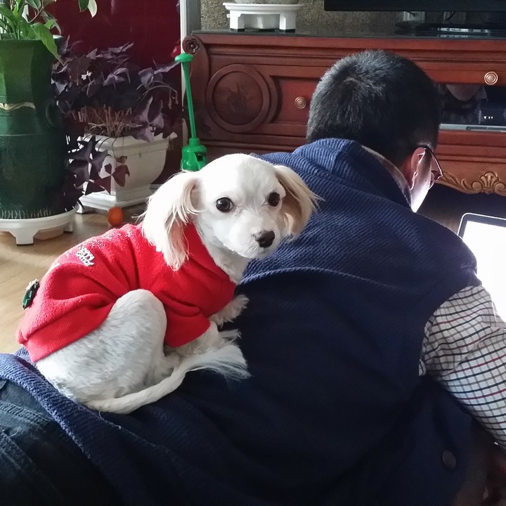 puppy  and son