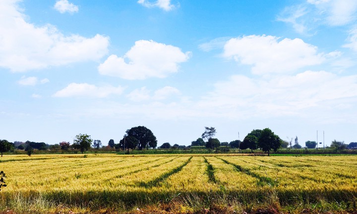 farm Land's