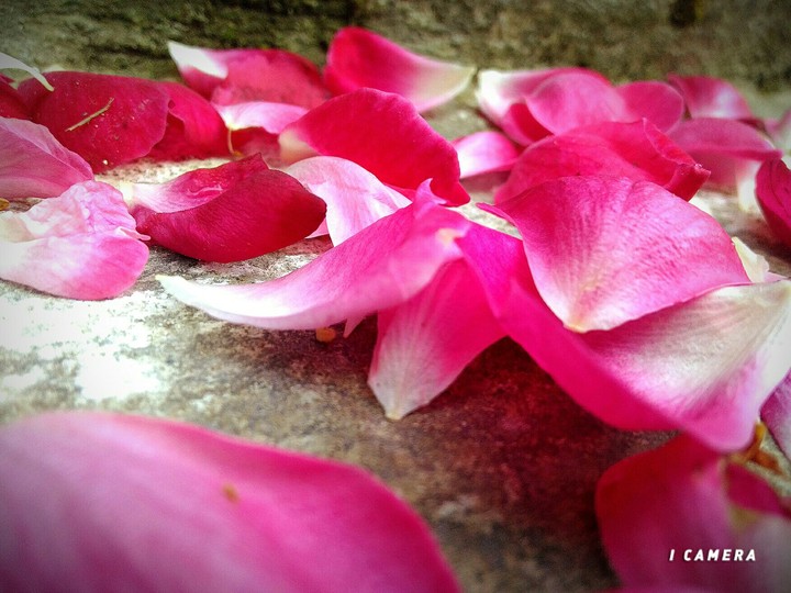 broken rose
