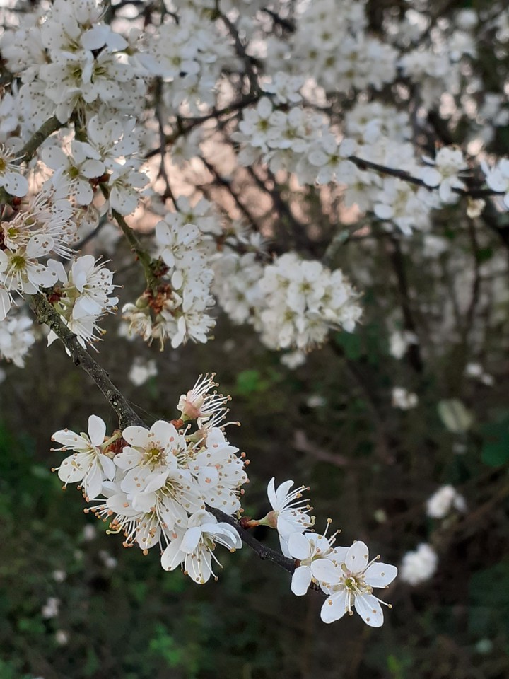 cherry blossom
