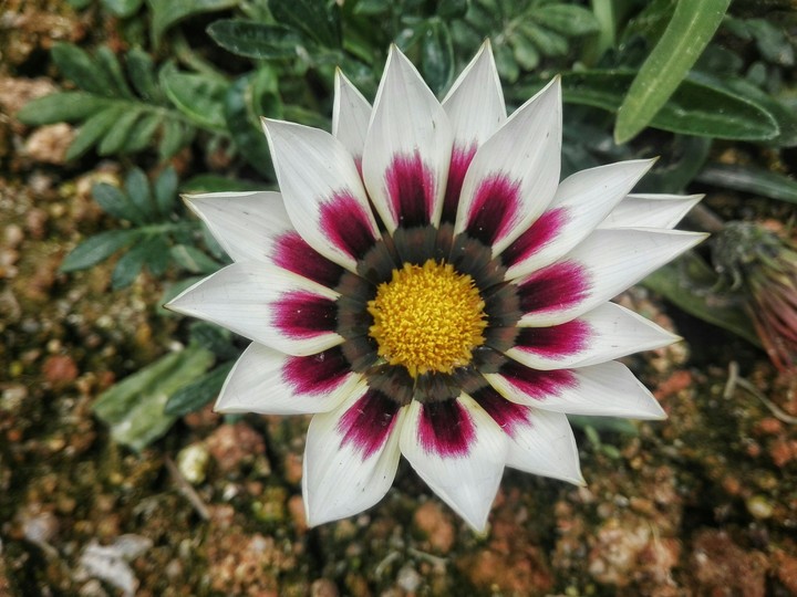 Beauty