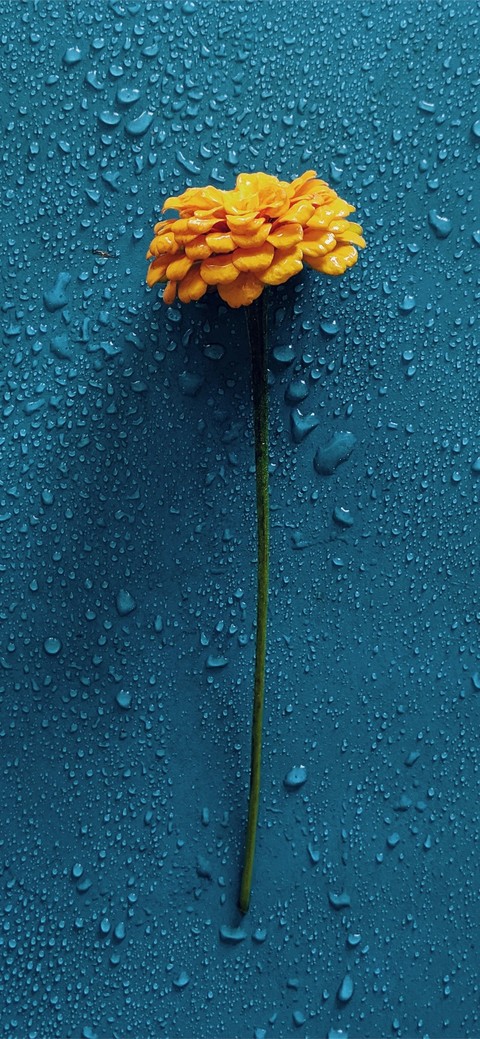 Effect, Wet háttérképek