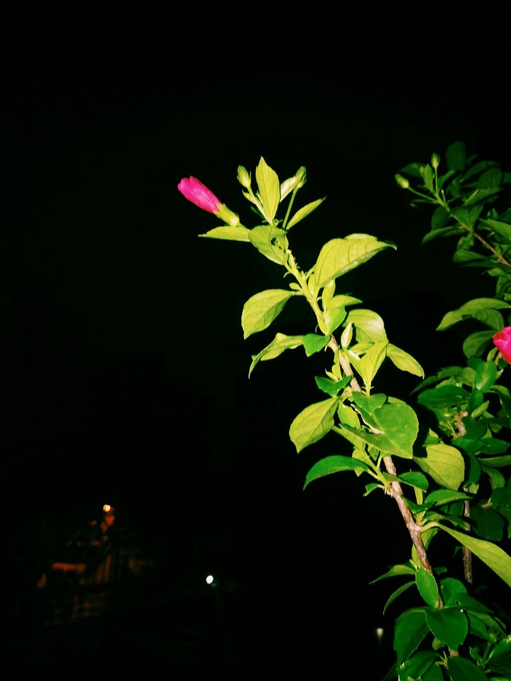 flower