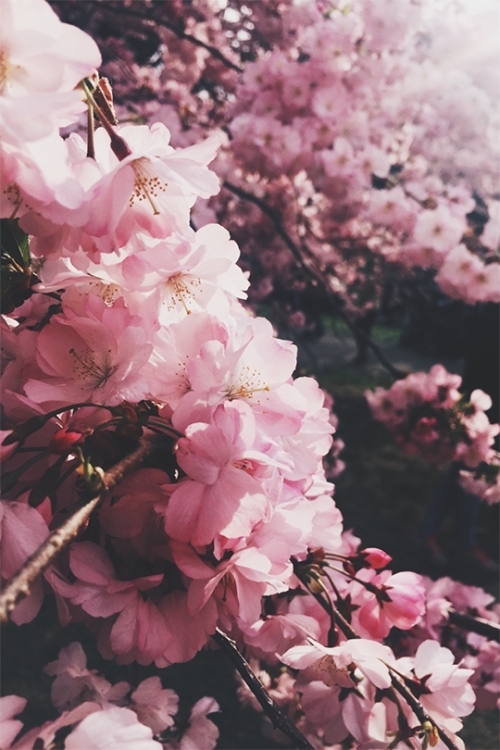 flor