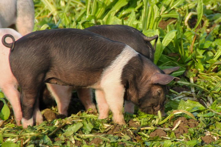 pigs