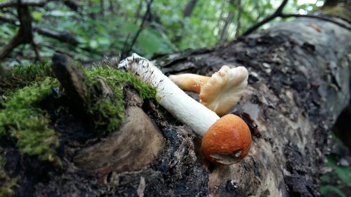 nature in action