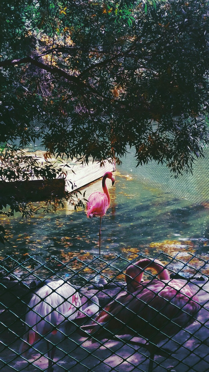 Flamingos in siberia