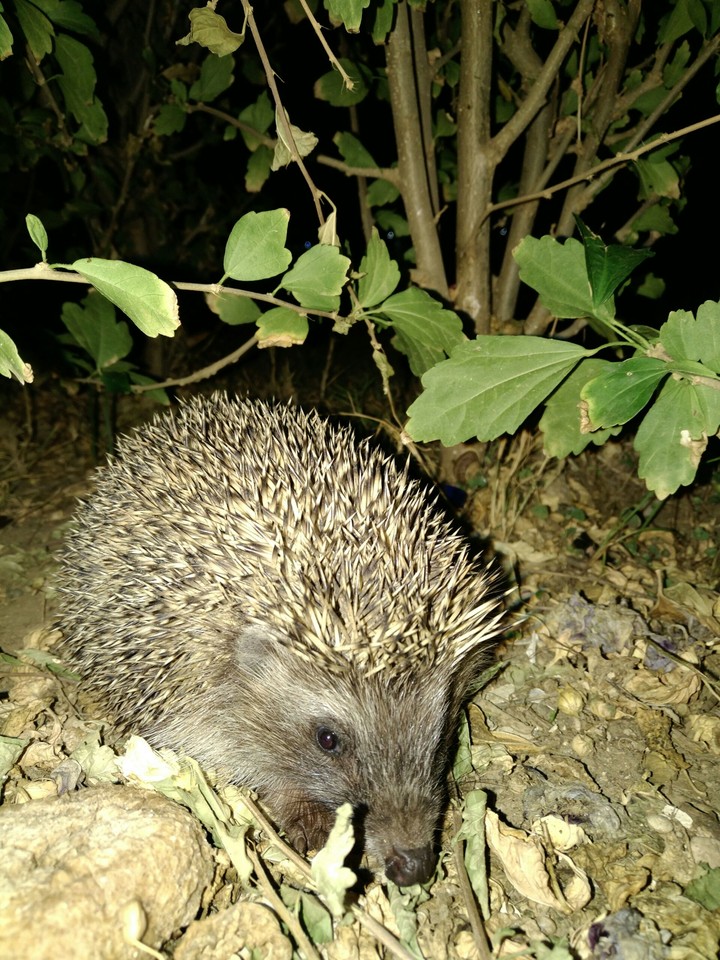 Hedgehog