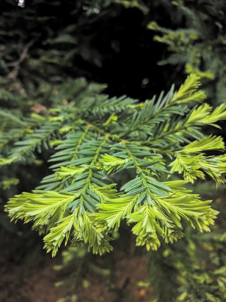 Green Leaves