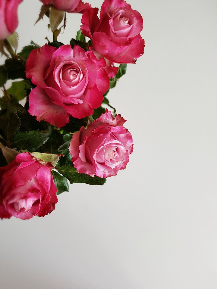 roses