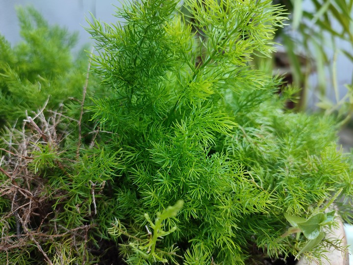 green