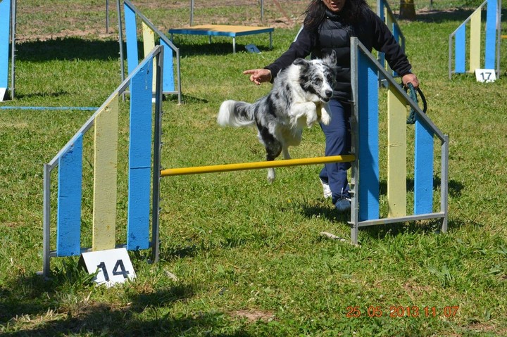 The Border Collie Because There Is No Better Dog