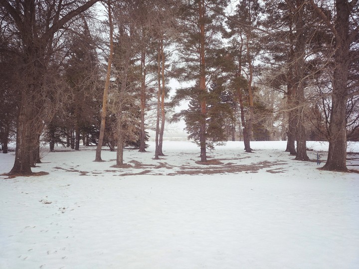 Forest