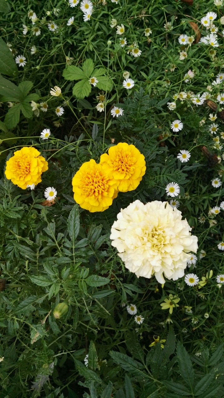 Flores