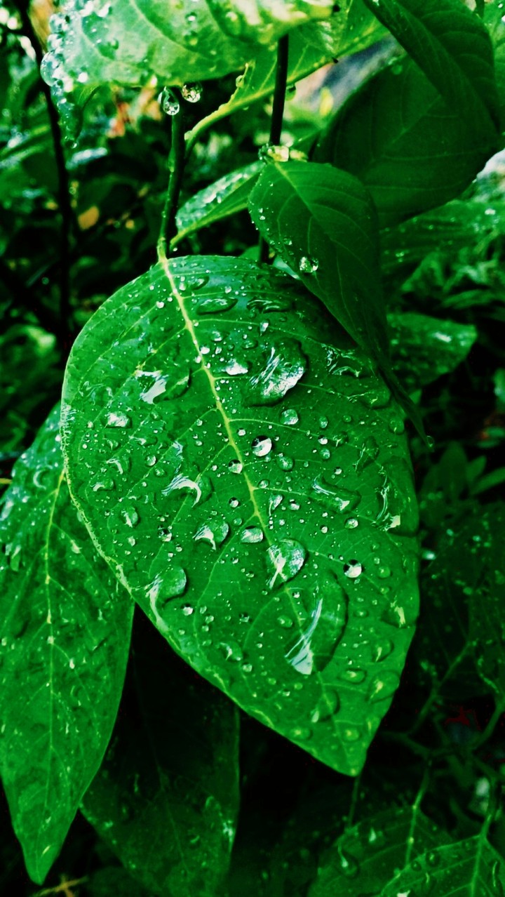 Leaf