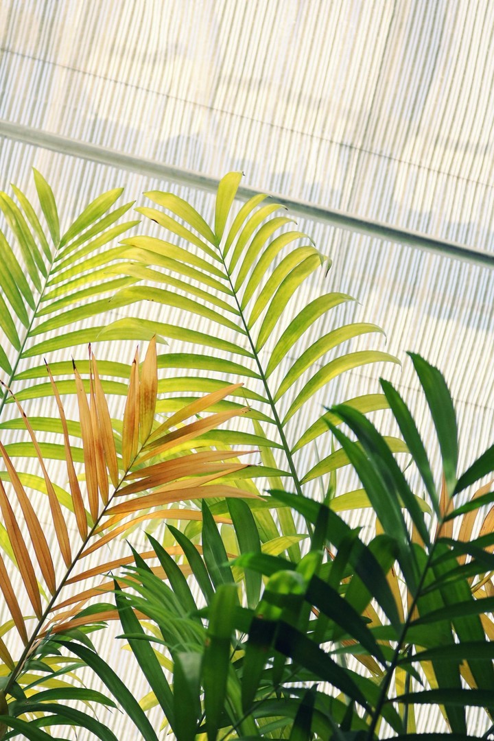 fonds d'écran houseplant, cycad