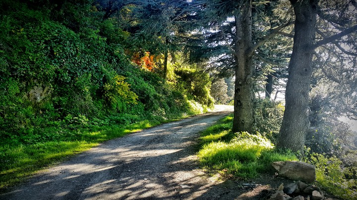 Blida Road Mountain. Algeria ( Spring 2019 )
