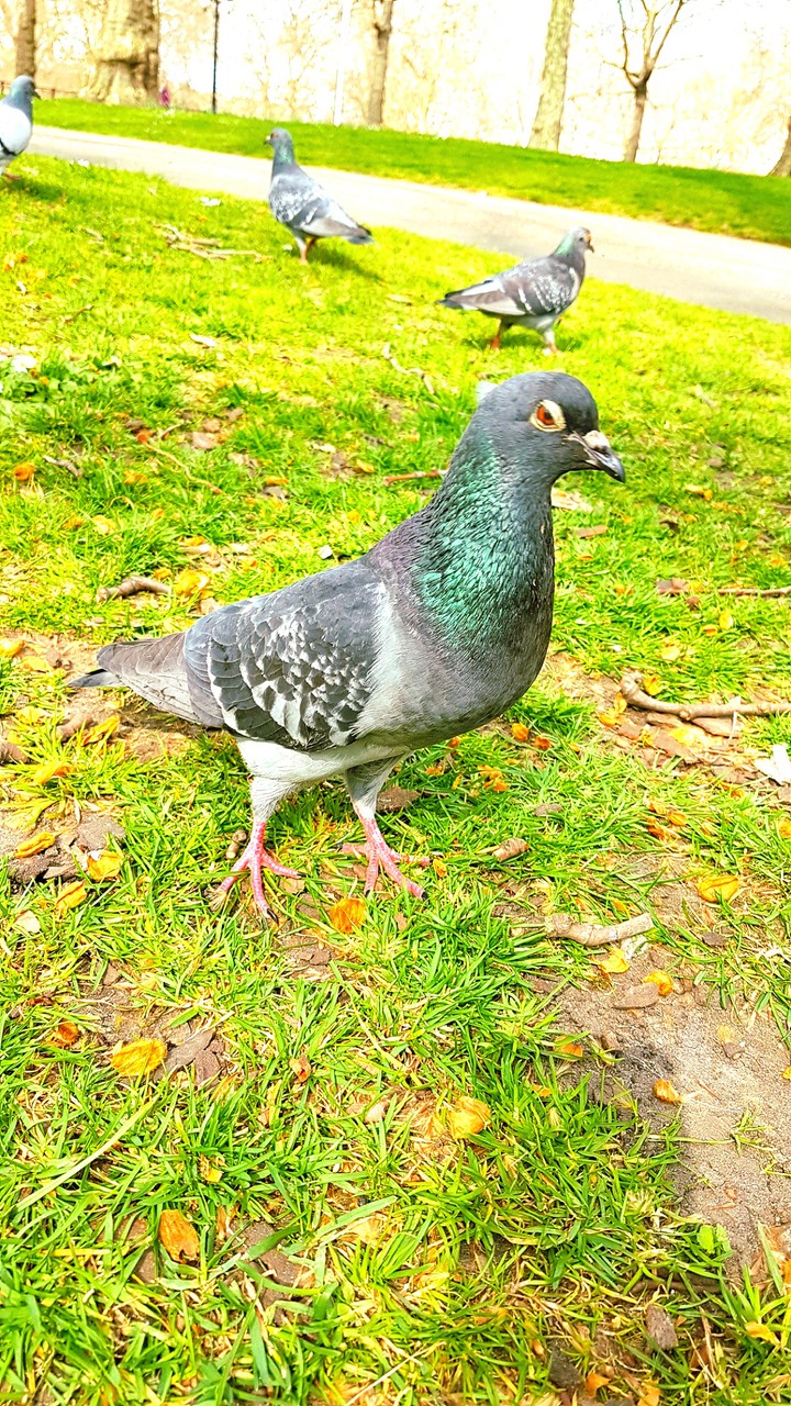 pigeons