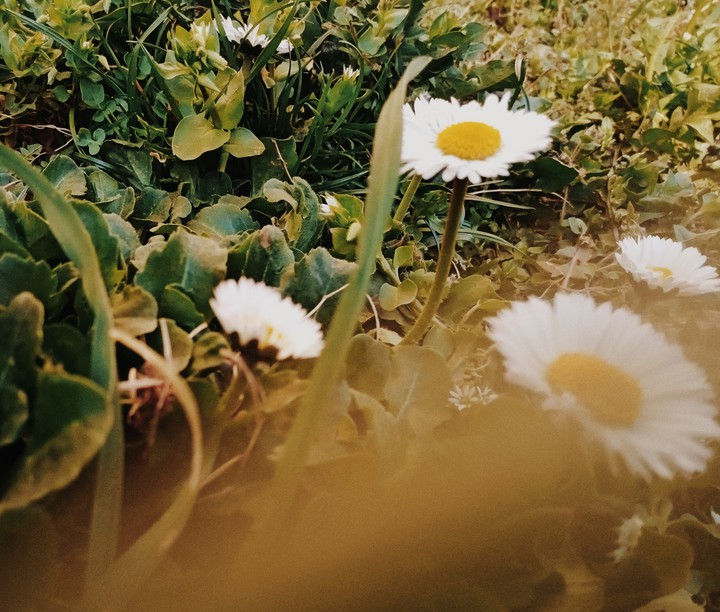 flowers ✨