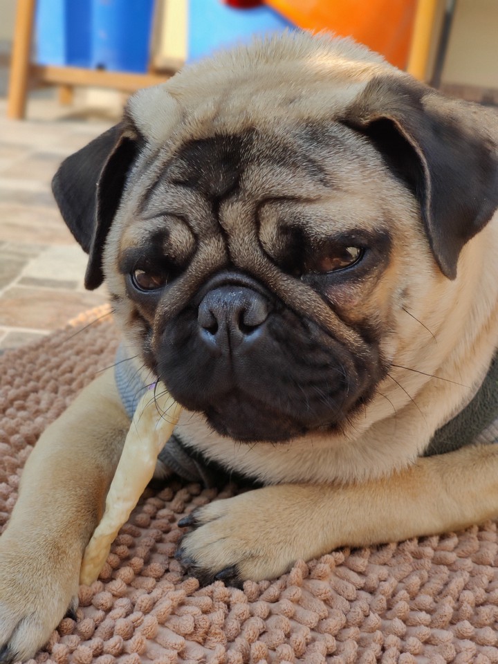 Dog