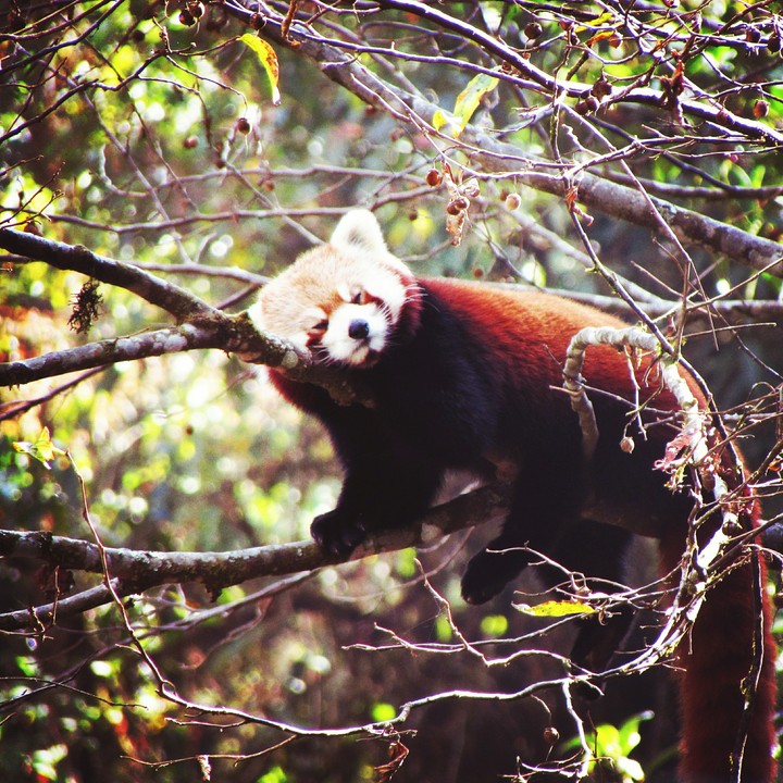 Sleepy Red Panda
