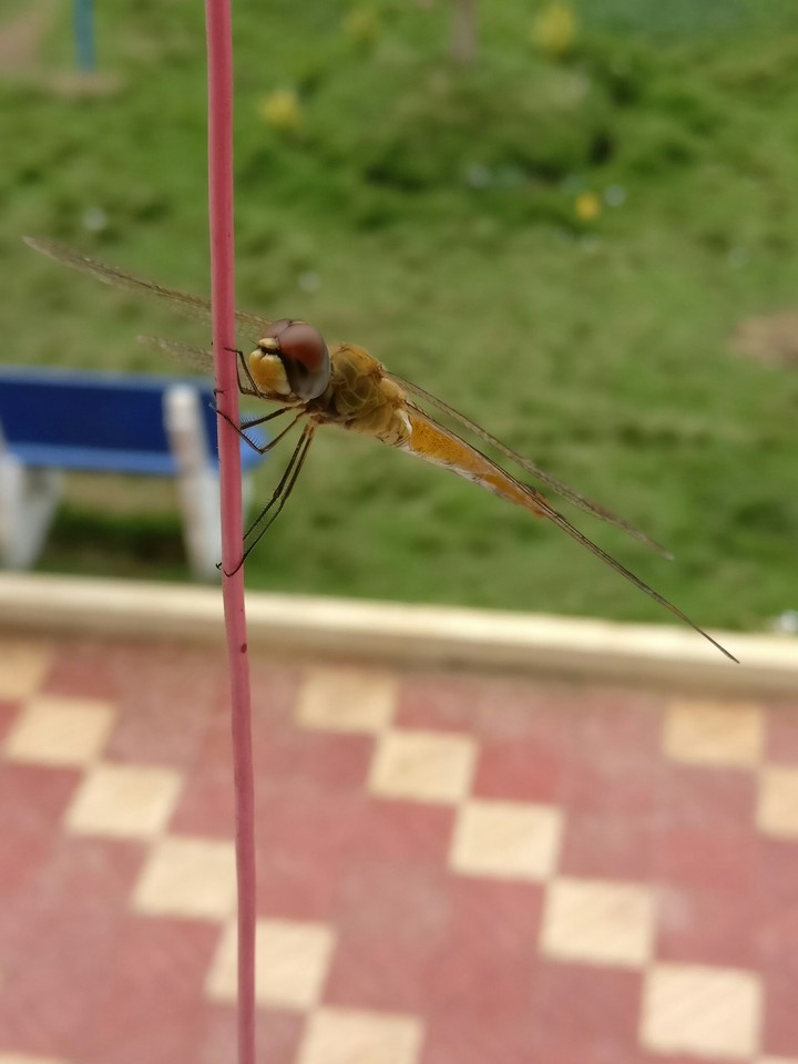 Dragon Fly
