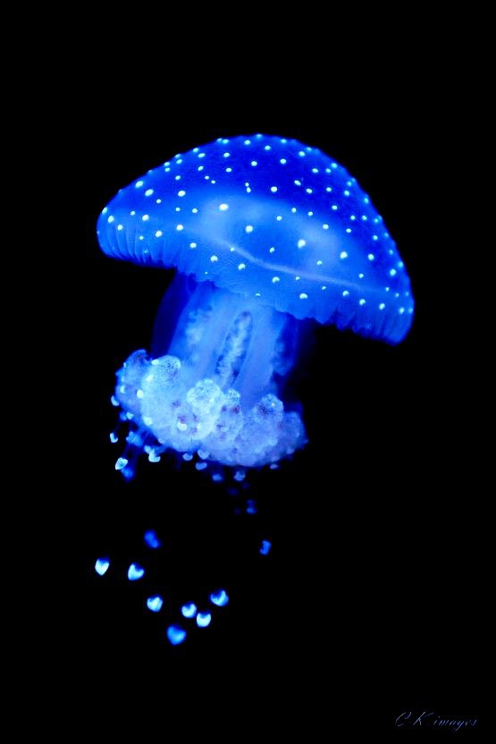 Jellyfish