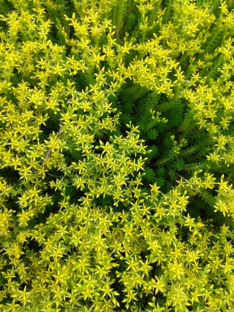 plant, flower achtergronden