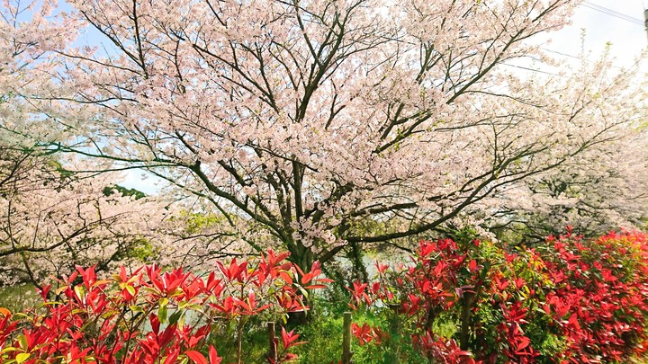 OHANAMI