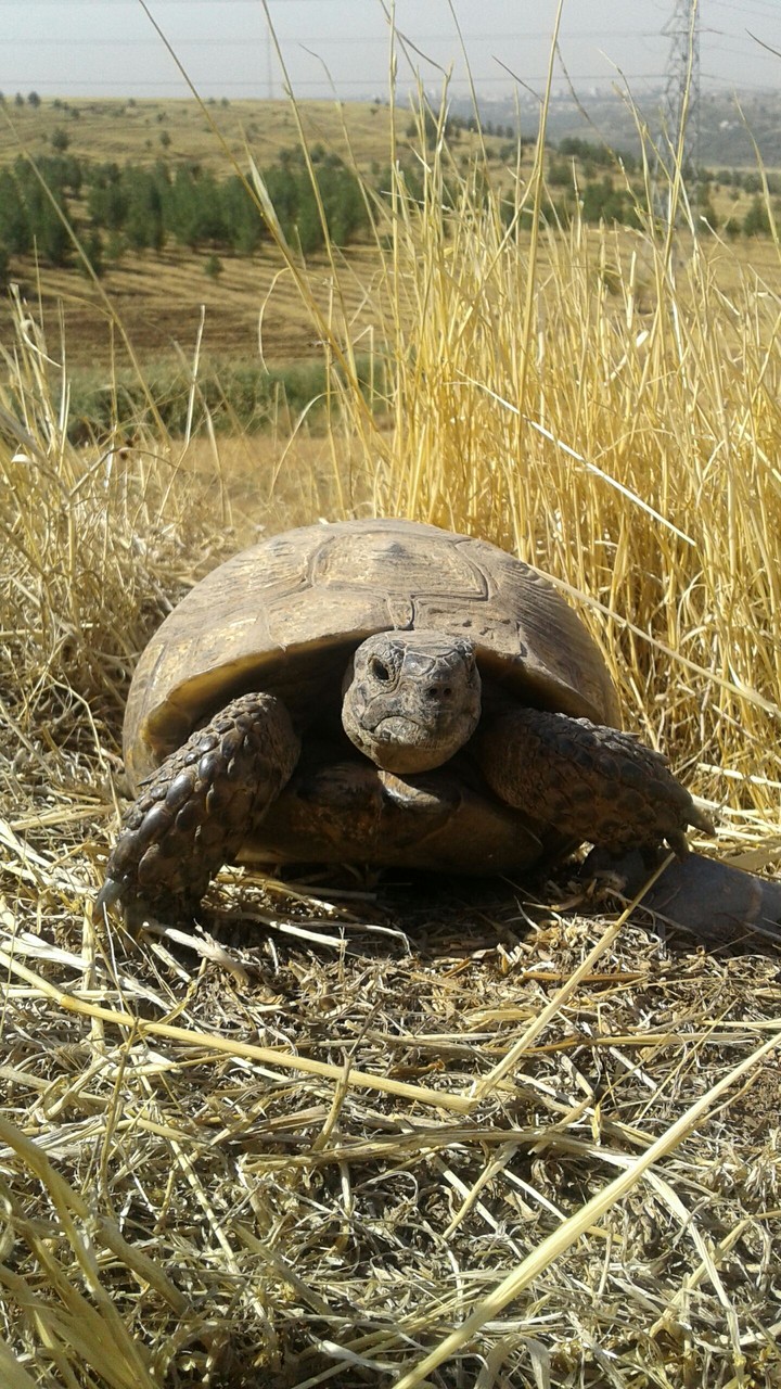turtle