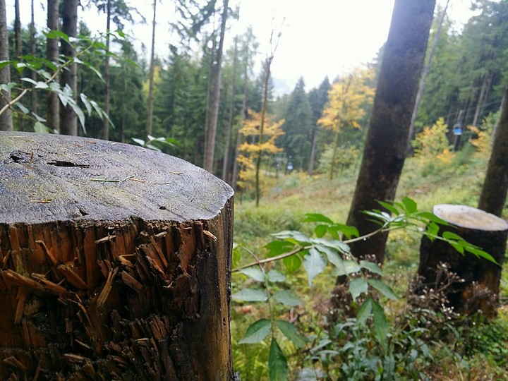 Alone in the woods.