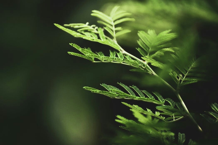 green leaf.
