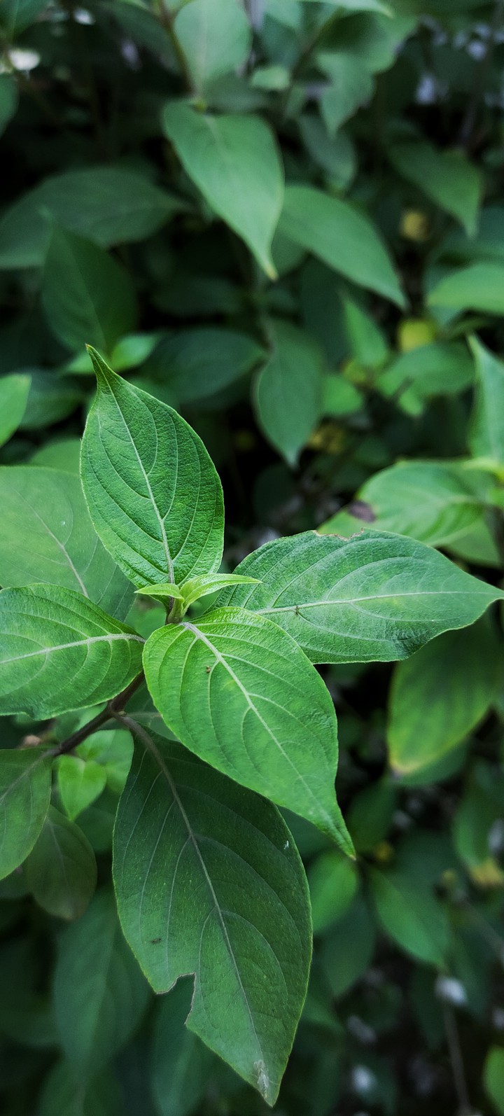 leaf